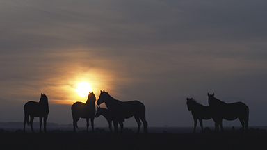 Wild and Yilki Horses Photo Tours